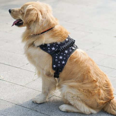 Breathable Mesh Pad Dog Harness